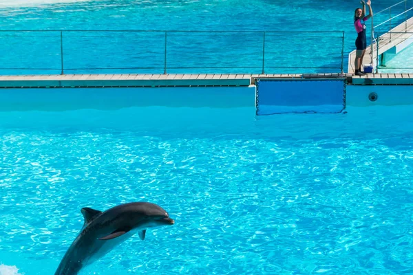 Roma Italia Settembre 2019 Passeggiata Dei Delfini Sull Acqua — Foto Stock