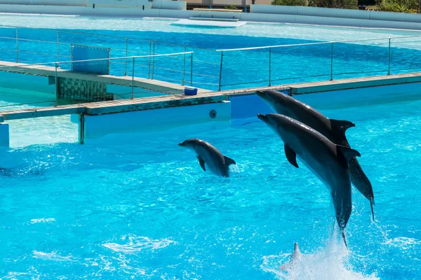 Delfini Che Saltano Dall Acqua Intrattenere Pubblico Roma Italia — Foto Stock