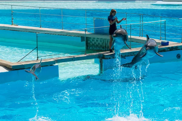 Roma Italia Settembre 2019 Dolphin Diverte Davanti Suo Pubblico — Foto Stock