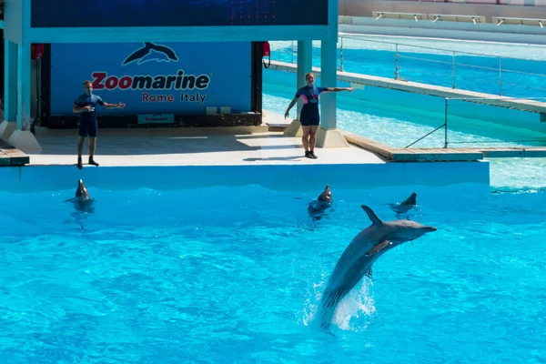 Rome Italy September 2019 Dolphins Middle Show — Stock Photo, Image