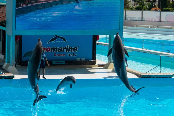 Roma Italia Settembre 2019 Delfini Centro Del Loro Spettacolo — Foto Stock
