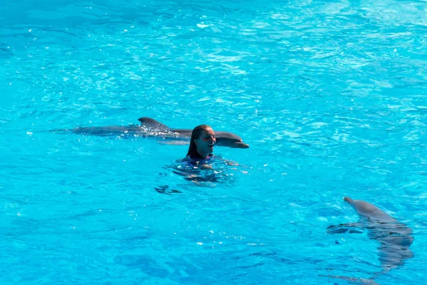 Rzym Włochy Wrzesień 2019 Delfiny Środku Pokazu Towarzystwie Trenera — Zdjęcie stockowe