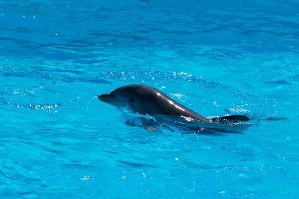 Delfino Sulla Superficie Dell Acqua Splendente Gli Spettatori Roma Italia — Foto Stock