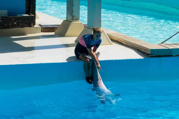 Roma Italia Septiembre 2019 Dolphin Cuidado Por Entrenador Zoomarine — Foto de Stock