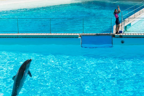 Rome Italy September 2019 Dolphin Walking Water Zoomarine — Stock Photo, Image