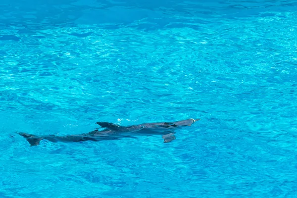Dolphin Surface Water Shining Spectators Rome Italy — Stock Photo, Image
