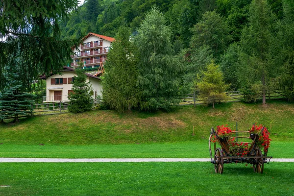 Flower Carriage Placed Relaxation Place Foot Piatra Craiului Massif Plaiul Stock Image