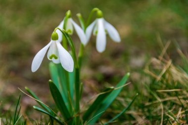 Güzel kar damlaları, çimenlerde açan bahar çiçekleri.