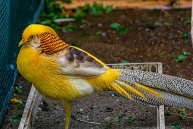Kendi habitatında yaşayan üzgün bir altın sülün.
