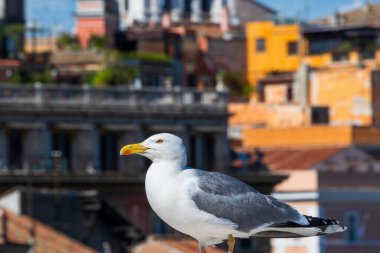 Bir martı gururla Roma, İtalya 'dan tarihi bir binada oturuyor.