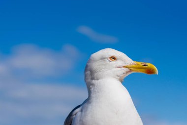 Bir martı gururla Roma, İtalya 'dan tarihi bir binada oturuyor.