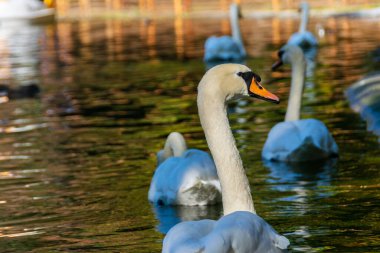 Gölde yüzen beyaz bir kuğu sonbahar renklerini yansıtıyor.
