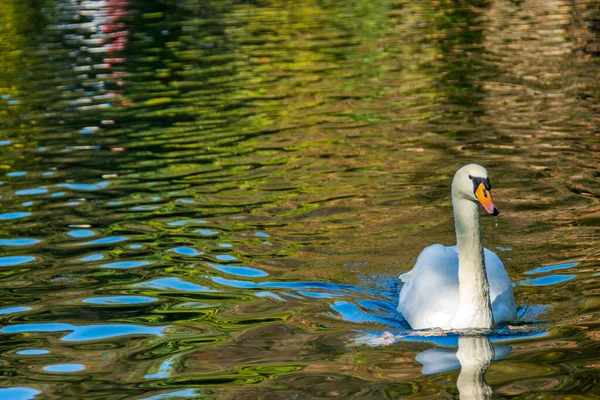 Ein Weißer Schwan Schwimmt See Der Die Herbstfarben Widergespiegelt Hat — Stockfoto