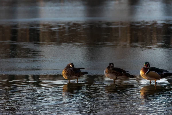 Patos Sentados Lago Congelado Temporada Inverno — Fotografia de Stock