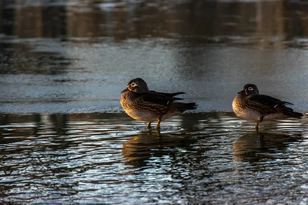 Kış Mevsiminde Donmuş Bir Gölde Oturan Ördekler — Stok fotoğraf