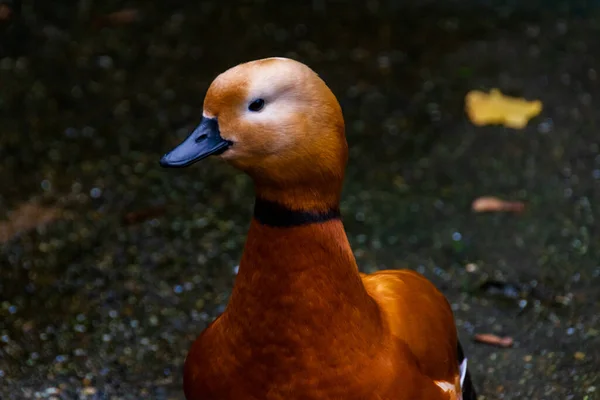 Braune Ente Spaziert Der Herbstsaison Der Nähe Eines Sees — Stockfoto