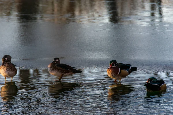 在冬季 鸭子们坐在冰封的湖面上 — 图库照片