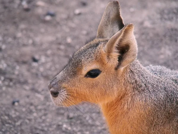 Mara Closeup View Looking Sideways Squared Image Centered Eye Contact — ストック写真