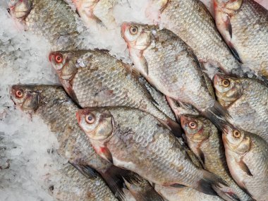 Pek çok yeni donmuş küçük haç buzun üzerinde yatıyor.