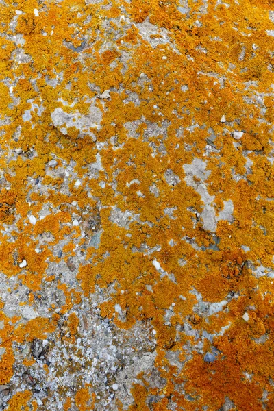 Struktura žlutého a oranžového mechu na kameni — Stock fotografie
