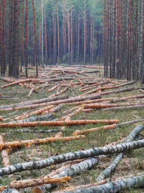 İlkbaharda çam ormanlarının yok edilmesi.