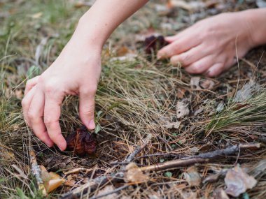 Çam ormanındaki ilk bahar mantarı Gyromitra esculenta.