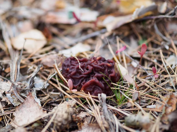 Pierwsza Wiosna Kwietnia Grzyb Gyromitra Esculenta — Zdjęcie stockowe