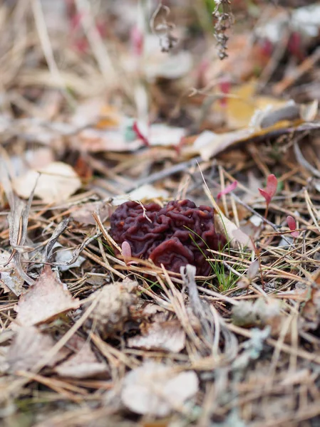 Pierwsza Wiosna Kwietnia Grzyb Gyromitra Esculenta — Zdjęcie stockowe