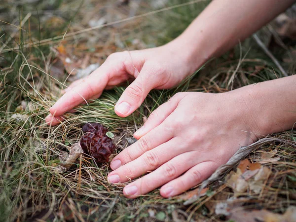 Pierwszy Wiosenny Grzyb Sosnowym Lesie Gyromitra Esculenta — Zdjęcie stockowe