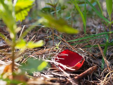 İlk bahar orman mantarları. Sarcoscypha austriaca.