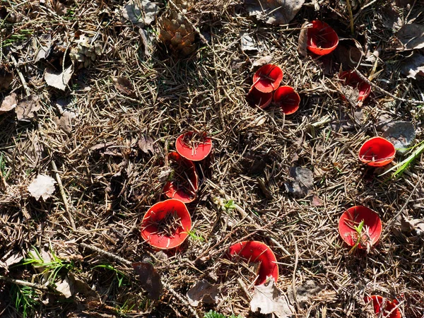 Primeiros Cogumelos Floresta Primavera Sarcoscypha Austriaca — Fotografia de Stock