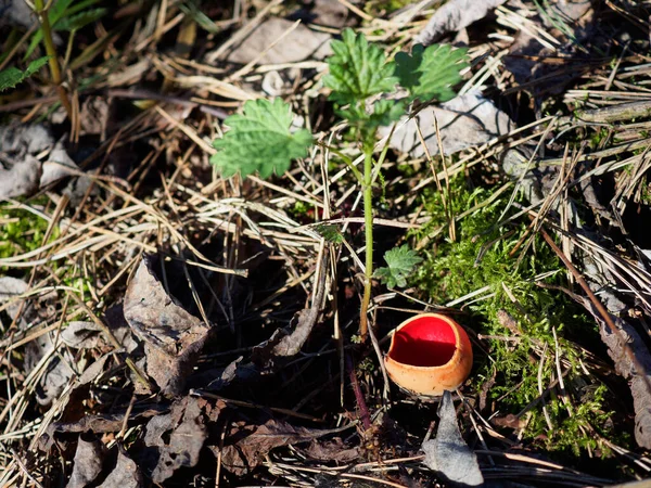 Pierwsze Wiosenne Grzyby Leśne Sarcoscypha Austriaca — Zdjęcie stockowe