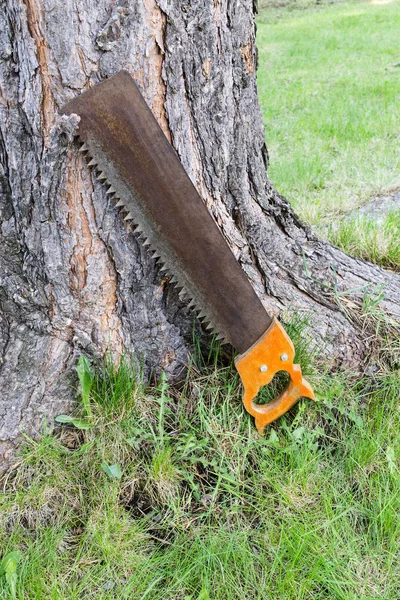 Το εργαλείο ξυλουργικής κοντά στο δέντρο — Φωτογραφία Αρχείου
