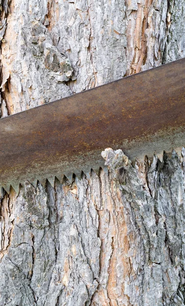 Ferramenta de carpintaria perto da árvore — Fotografia de Stock