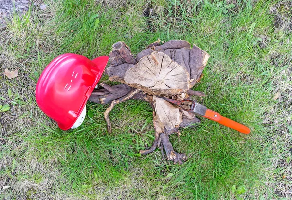 Carpentry tools near tree — Stock Photo, Image