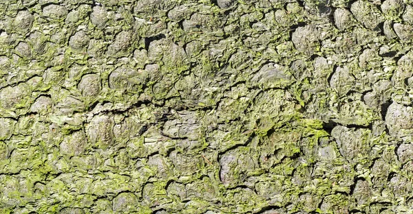 Textura de corteza de árbol —  Fotos de Stock