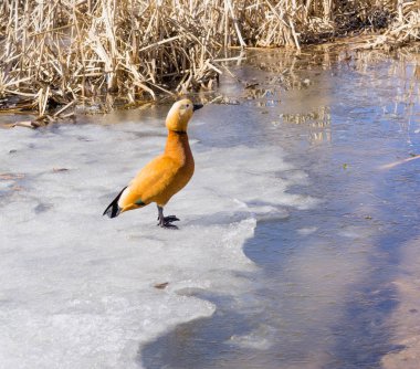 Mandarin ördeği kış gölet üzerinde