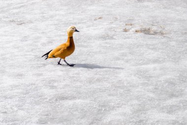 Mandarin ördeği kış gölet üzerinde