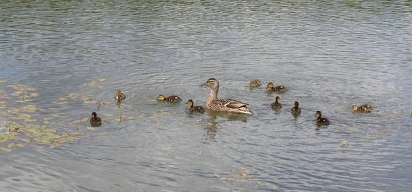 Kachna s ducklings na rybníku — Stock fotografie
