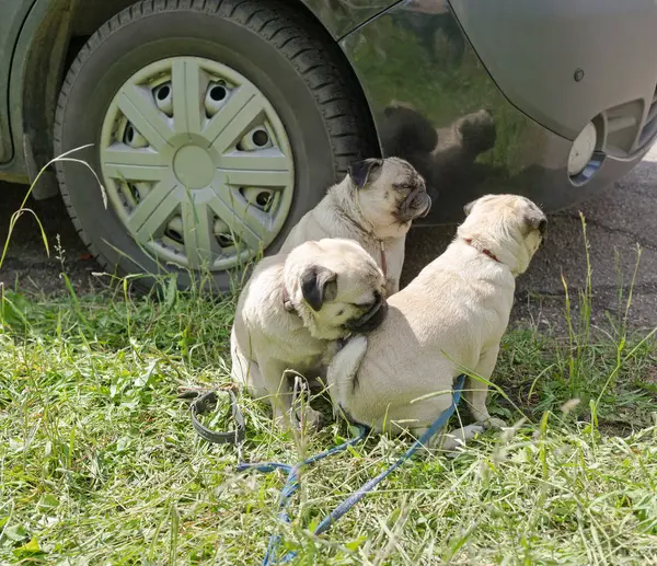 Cani vicino ruota di auto — Foto Stock