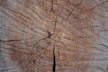 Ağaç gövdesinin kesiti