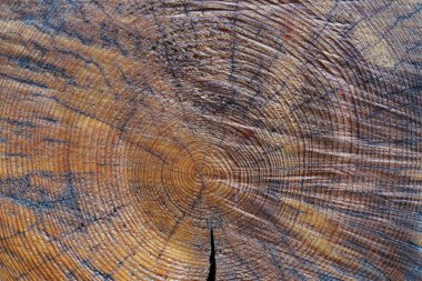 Ağaç gövdesinin kesiti