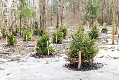 Bahar ormandaki küçük Ladin