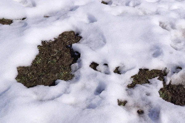 Parche descongelado en nieve —  Fotos de Stock