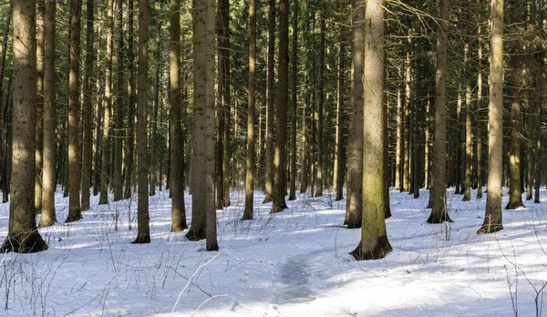 Granar i vinter skog — Stockfoto