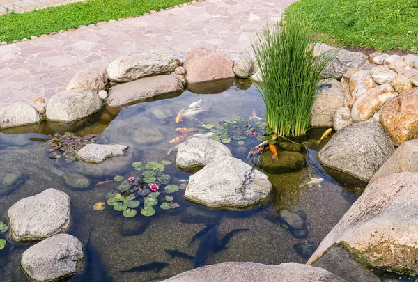 Decorative fish in pond — Stock Photo, Image