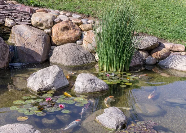 Decorative fish in pond — Stock Photo, Image