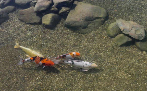 Zierfische im Teich — Stockfoto