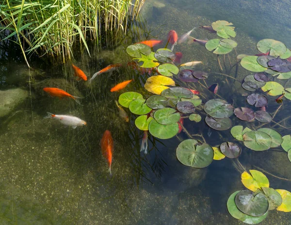 Dekorativa fiskar i dammen Stockbild