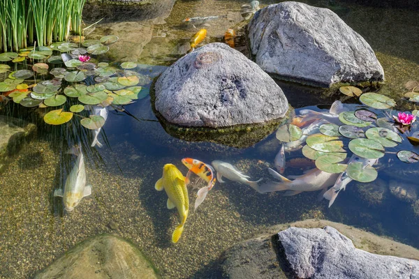 Декоративні риби в ставку Ліцензійні Стокові Фото